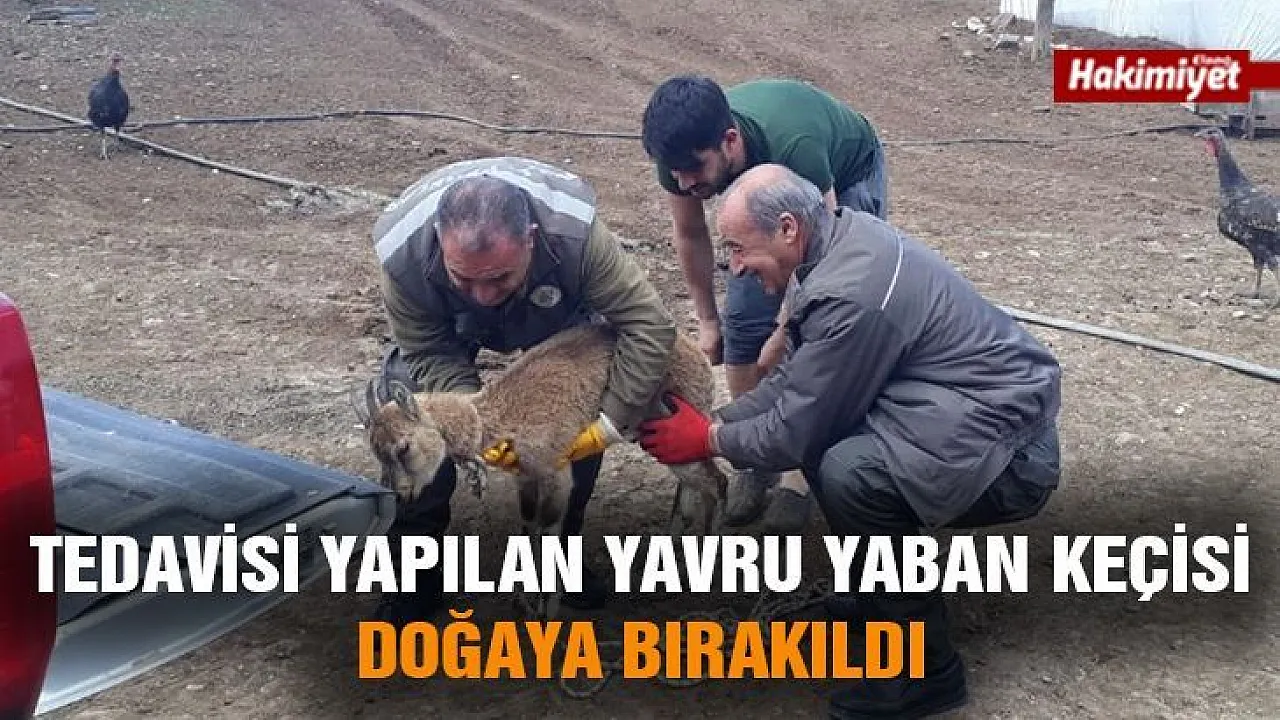 Tedavisi Yapılan Yavru Yaban Keçisi Doğaya Bırakıldı