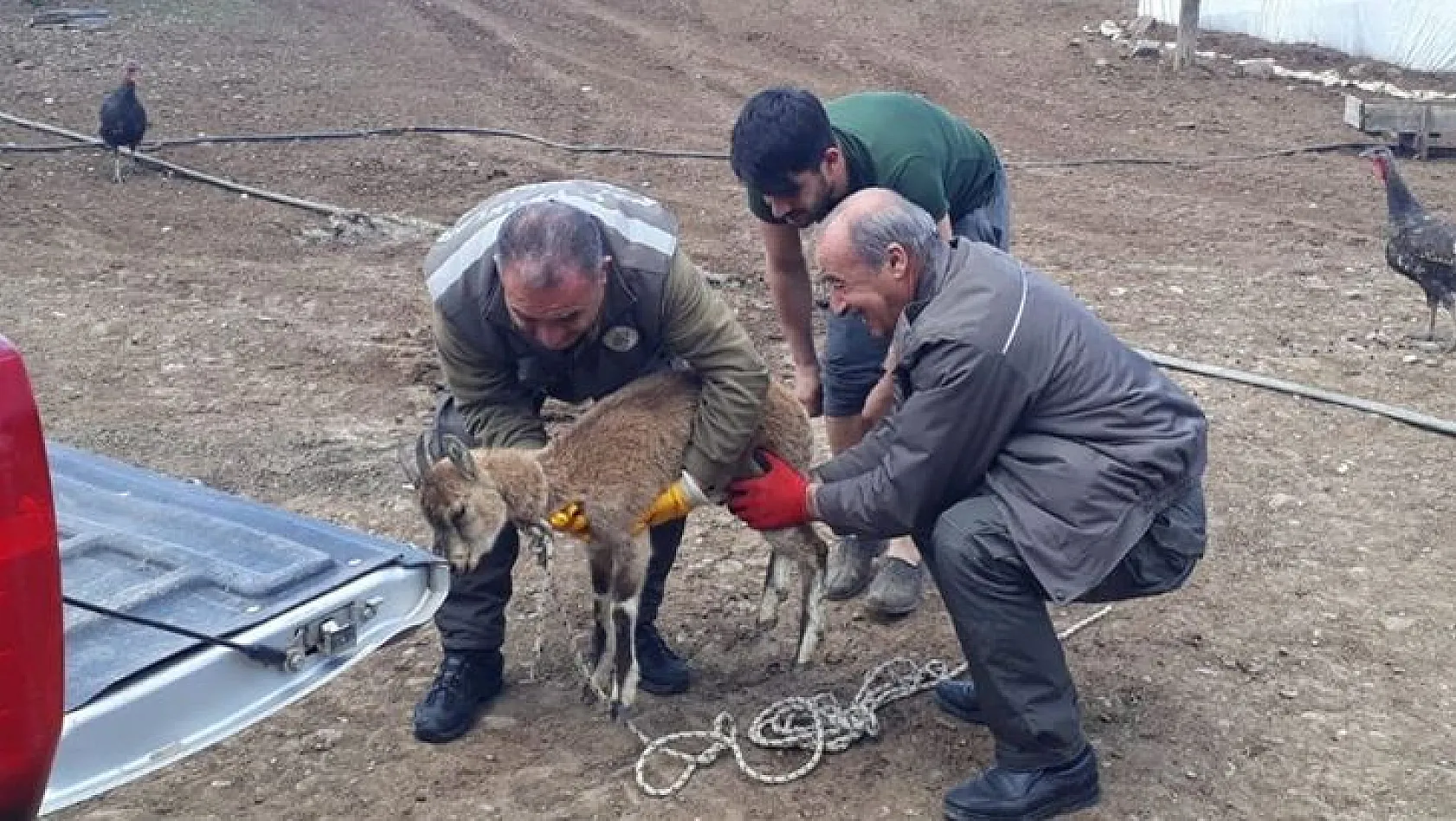 Tedavisi Yap Lan Yavru Yaban Ke Isi Do Aya B Rak Ld