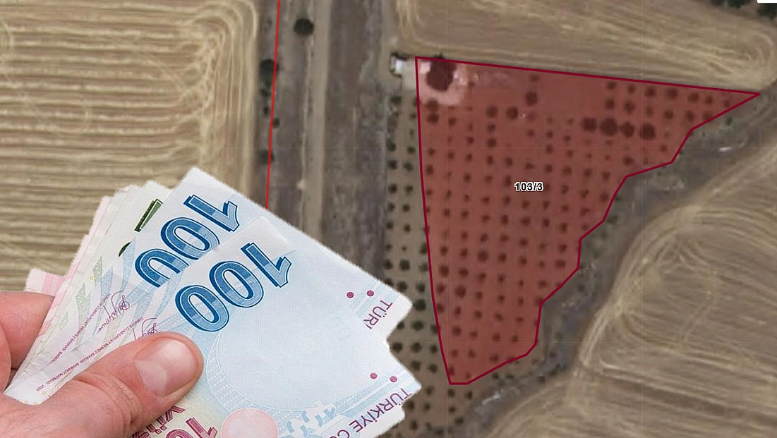 Elazığ’da dev tarla ihaleye çıktı! Sulu bahçe vasıflı arazi 31 Aralık’ta ihaleye çıkıyor… Ceviz ağaçları var