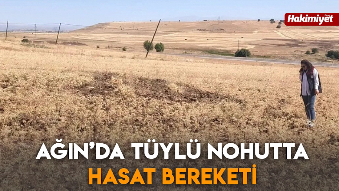 Ağın’da tüylü nohutta hasat bereketi