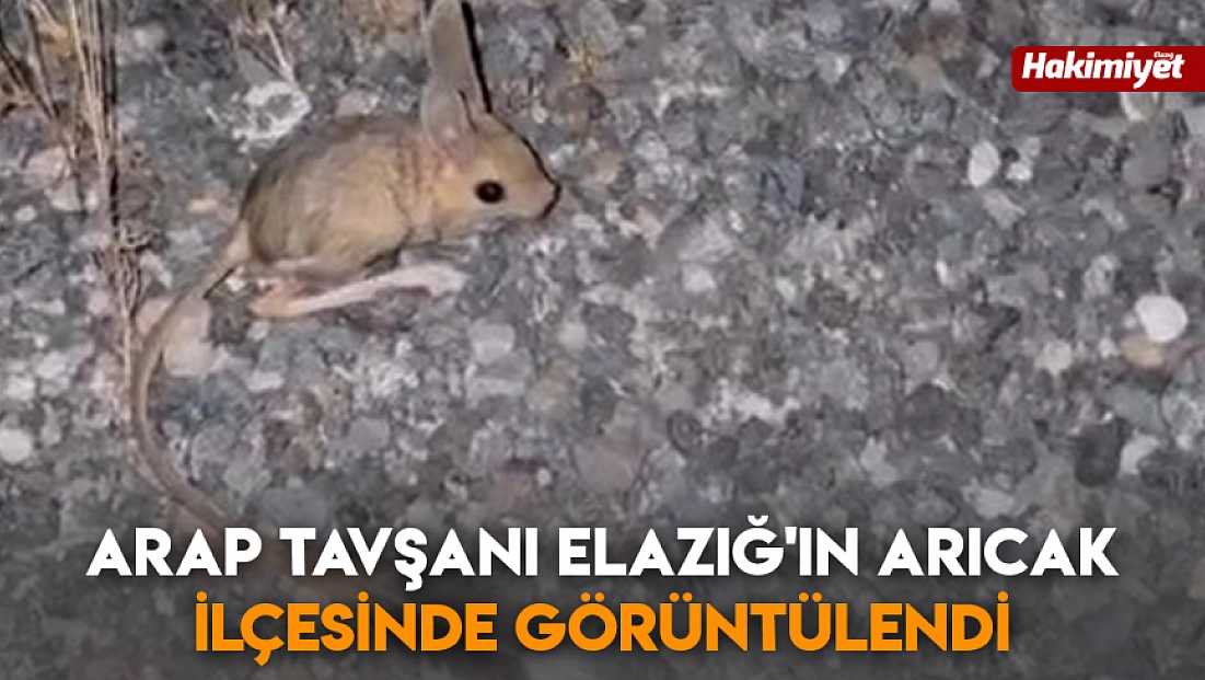 Arap Tavşanı Elazığ'ın Arıcak ilçesinde görüntülendi