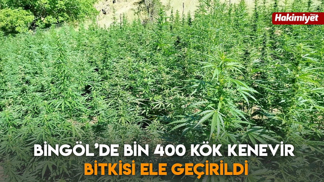 Bingöl’de bin 400 kök kenevir bitkisi ele geçirildi