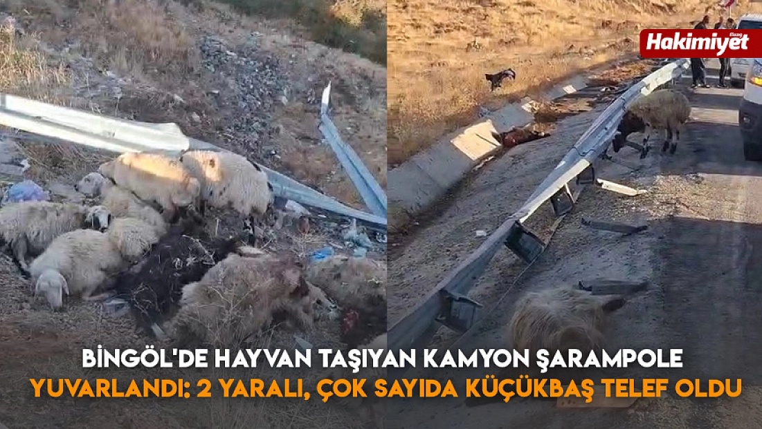 Bingöl'de hayvan taşıyan kamyon şarampole yuvarlandı: 2 yaralı, çok sayıda küçükbaş telef oldu