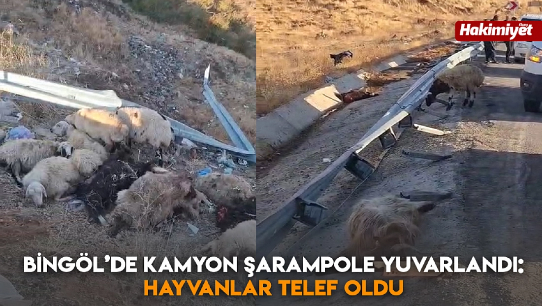 Bingöl’de kamyon şarampole yuvarlandı: Hayvanlar telef oldu