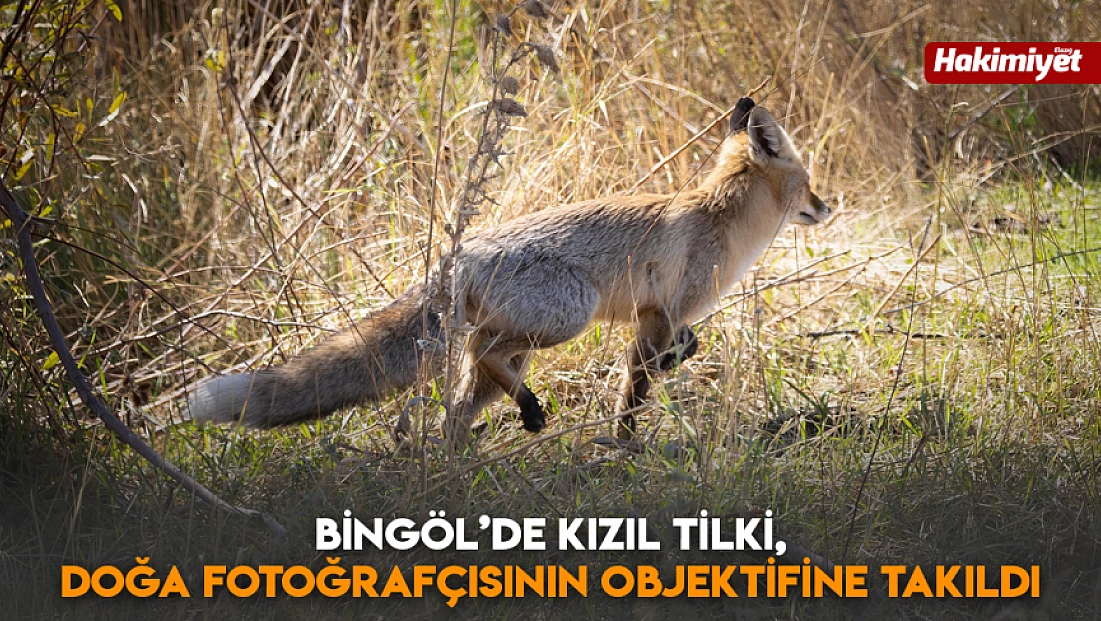 Bingöl’de kızıl tilki, doğa fotoğrafçısının objektifine takıldı