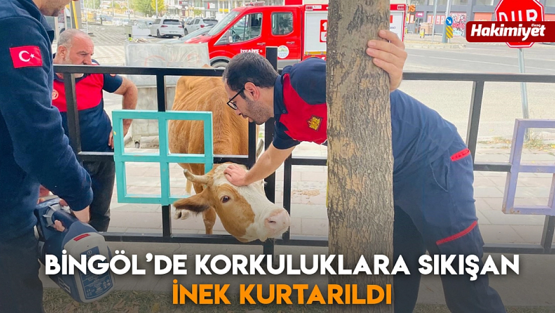 Bingöl’de korkuluklara sıkışan inek kurtarıldı