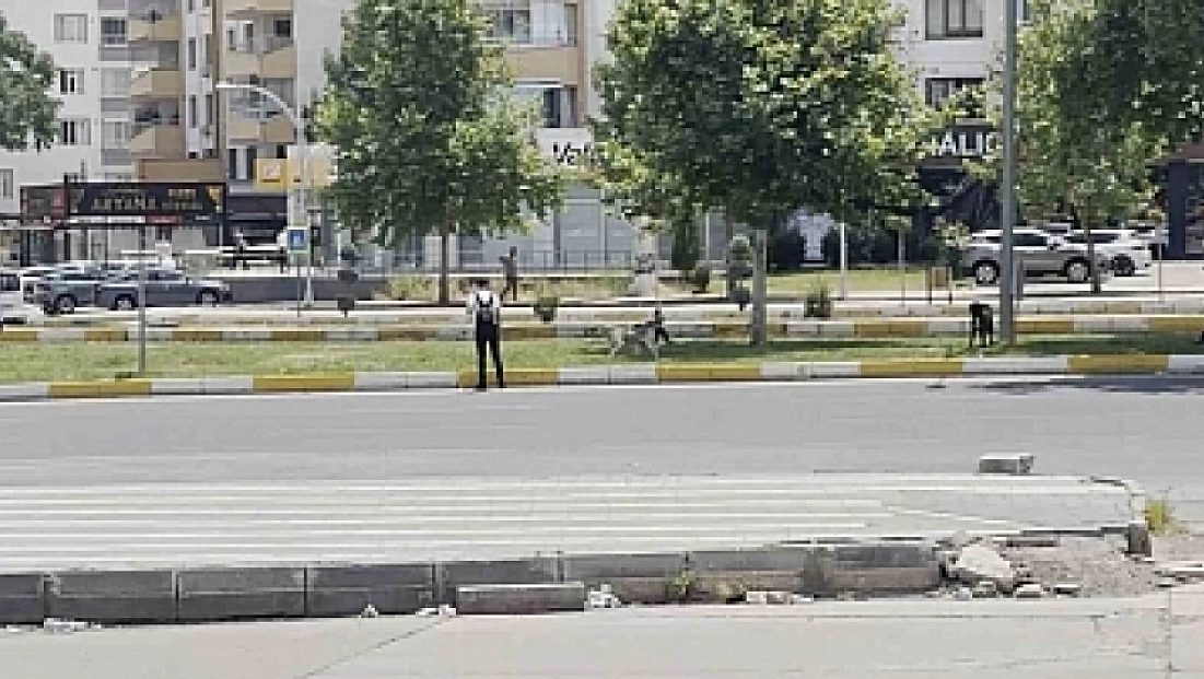 Diyarbakır’da sürü halinde gezen köpekler vatandaşları korkuttu