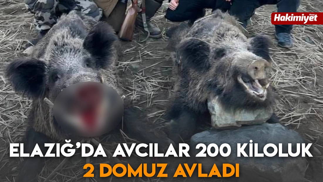 Elazığ’da avcılar 200 kiloluk 2 domuz avladı