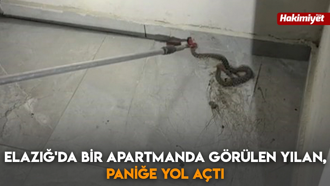 Elazığ'da bir apartmanda görülen yılan, paniğe yol açtı