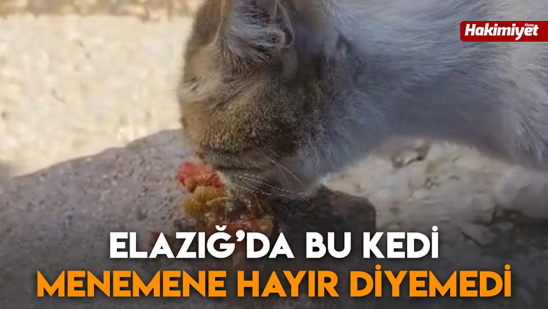 Elazığ’da bu kedi menemene hayır diyemedi