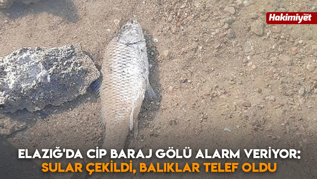 Elazığ'da Cip Baraj Gölü alarm veriyor: Sular çekildi, balıklar telef oldu