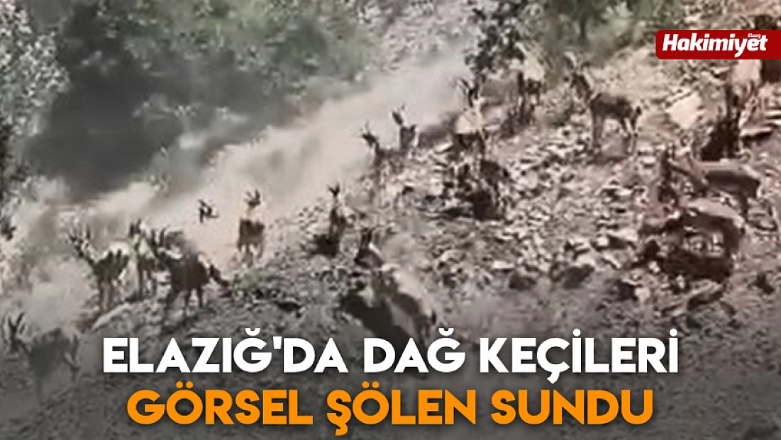 Elazığ'da dağ keçileri görsel şölen sundu