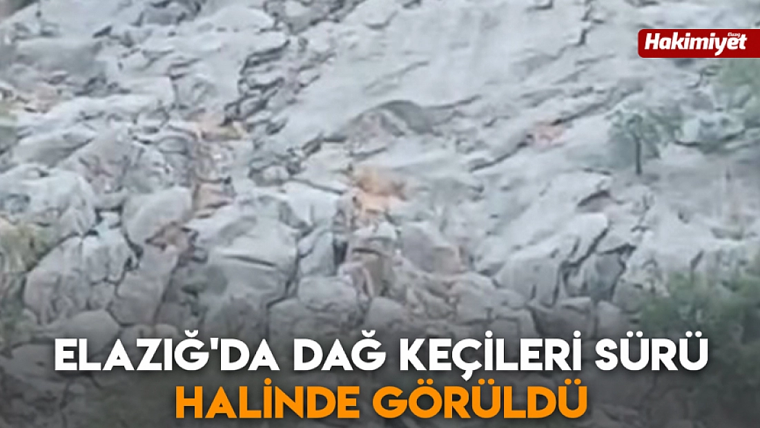Elazığ'da dağ keçileri sürü halinde görüldü