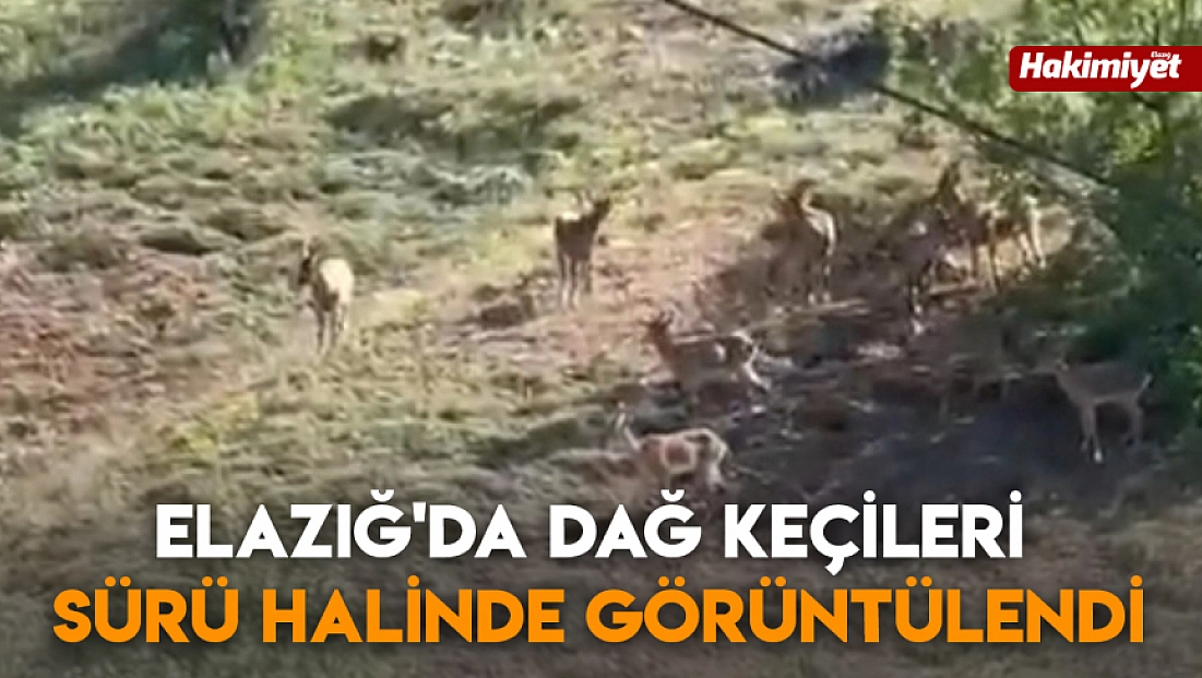 Elazığ'da dağ keçileri sürü halinde görüntülendi