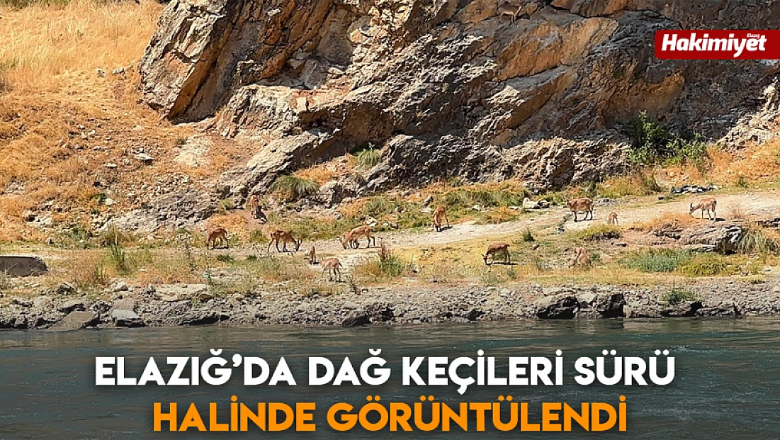 Elazığ’da dağ keçileri sürü halinde görüntülendi