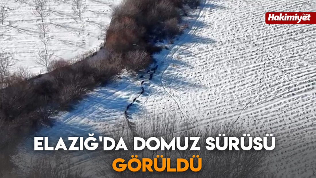 Elazığ'da domuz sürüsü görüldü