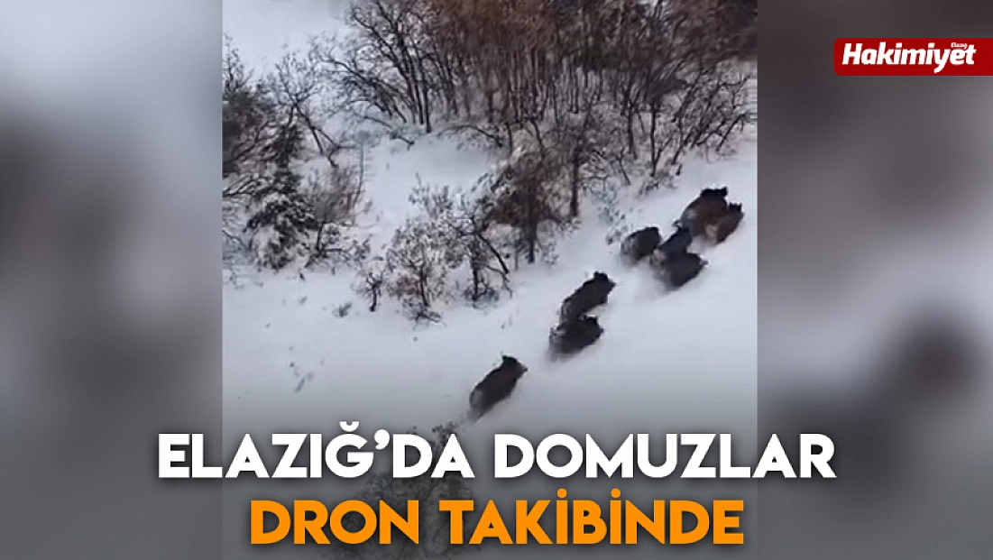 Elazığ’da domuzlar dron takibinde