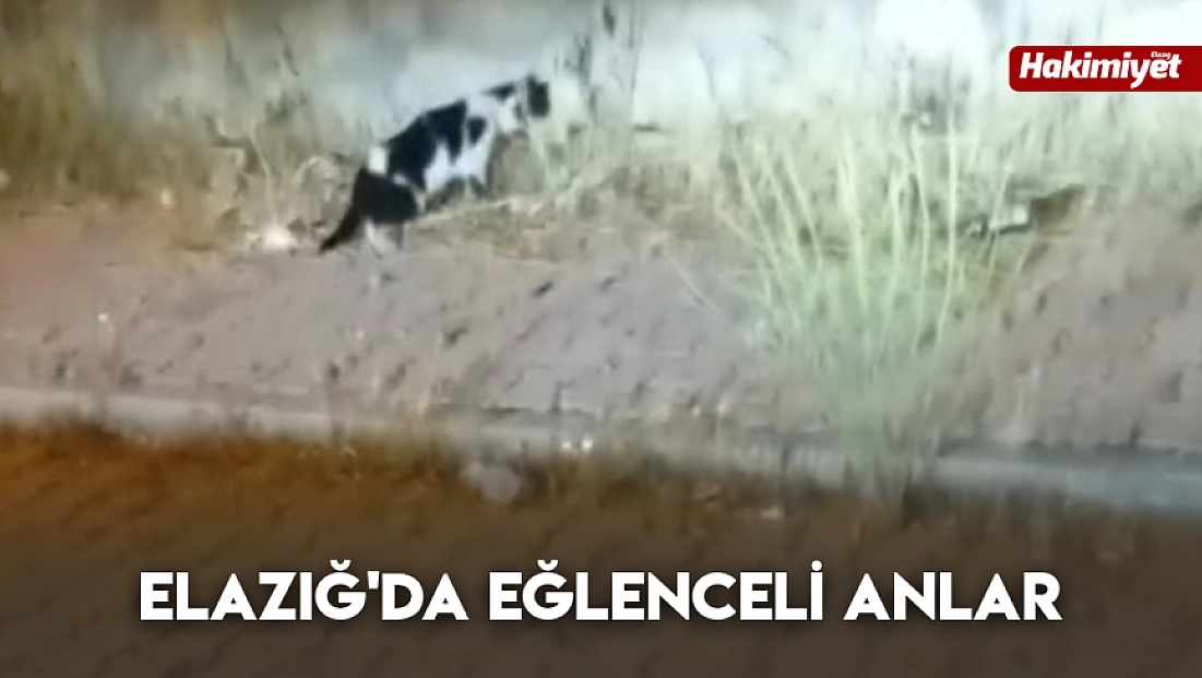 Elazığ'da eğlenceli anlar