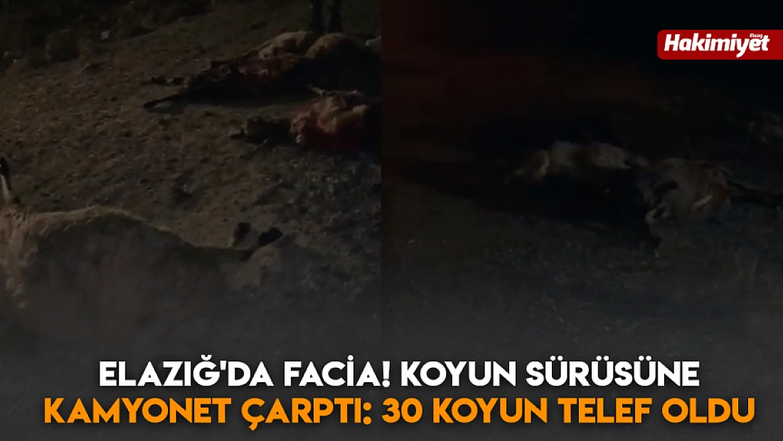 Elazığ'da facia! Koyun sürüsüne kamyonet çarptı: 30 koyun telef oldu