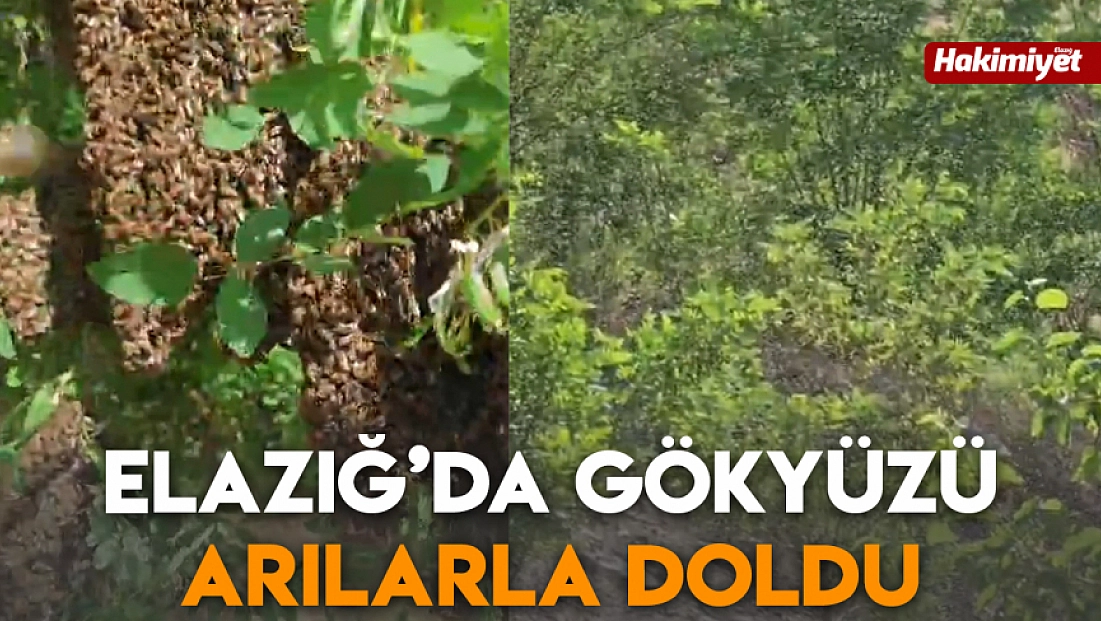 Elazığ’da gökyüzü arılarla doldu