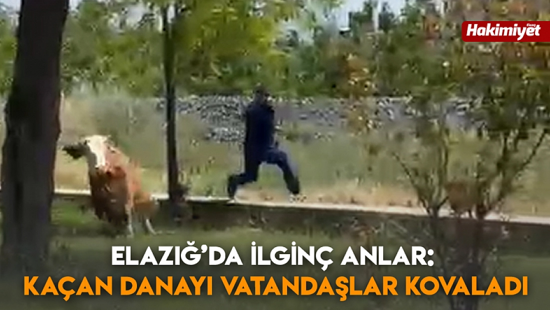 Elazığ’da ilginç anlar: Kaçan danayı vatandaşlar kovaladı