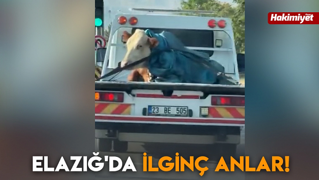 Elazığ'da ilginç anlar!