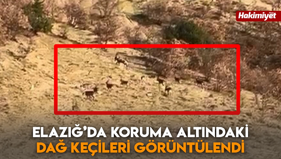 Elazığ’da koruma altındaki dağ keçileri görüntülendi