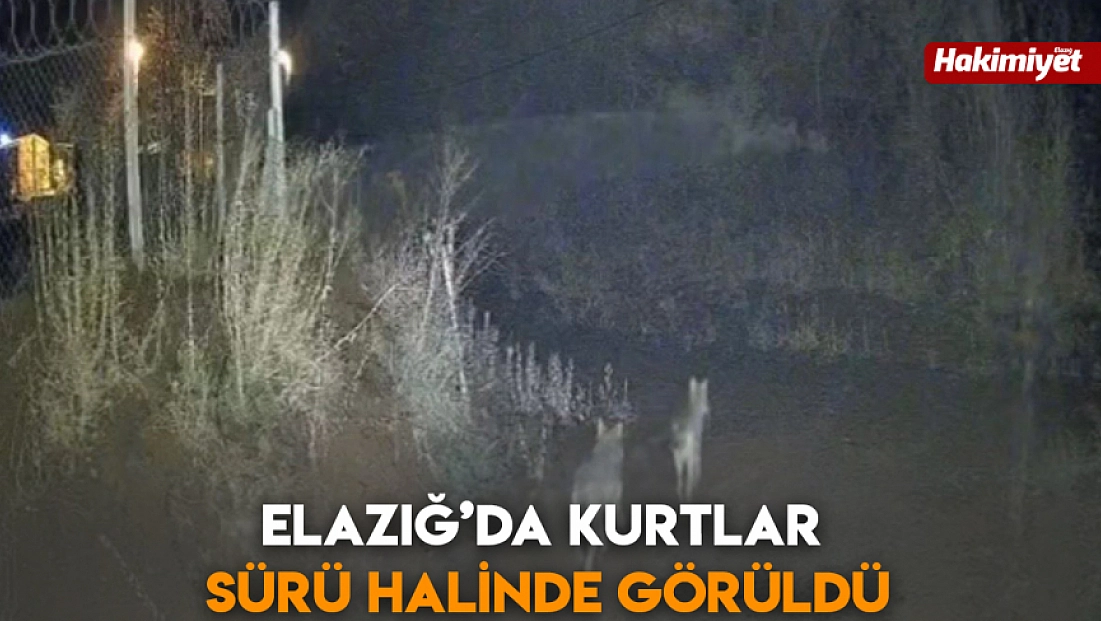 Elazığ’da kurtlar sürü halinde görüldü