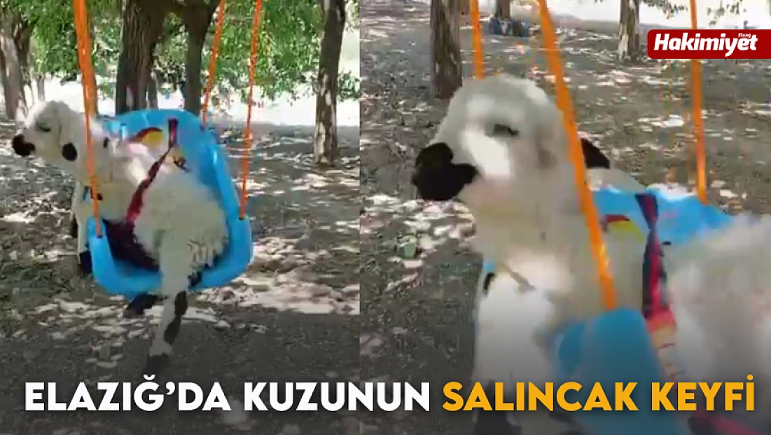 Elazığ’da kuzunun salıncak keyfi