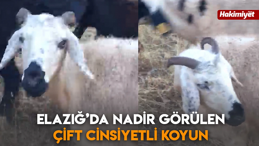Elazığ’da Nadir Görülen çift cinsiyetli Koyun