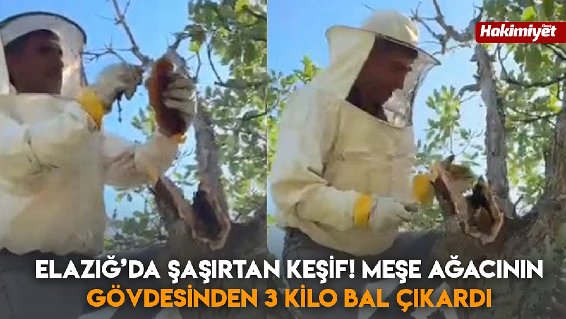 Elazığ’da şaşırtan keşif! Meşe ağacının gövdesinden 3 kilo bal çıkardı