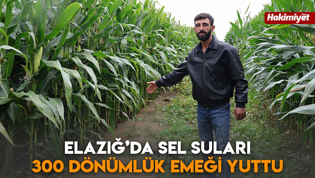 Elazığ’da sel suları 300 dönümlük emeği yuttu