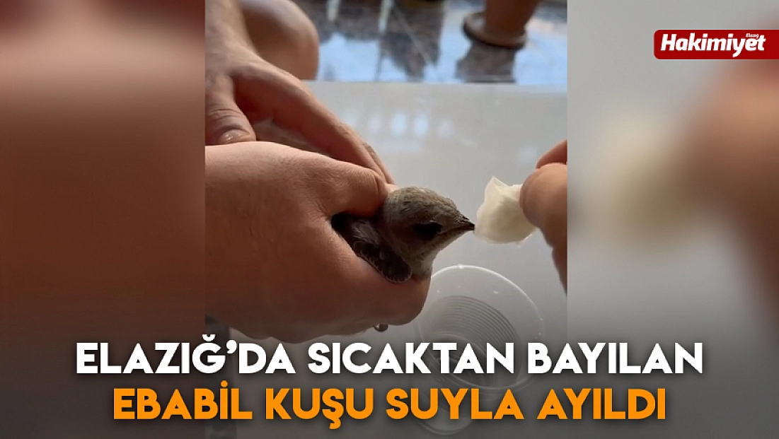 Elazığ’da sıcaktan bayılan ebabil suyla ayıldı