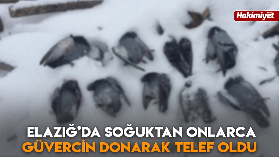 Elazığ’da soğuktan onlarca güvercin donarak telef oldu