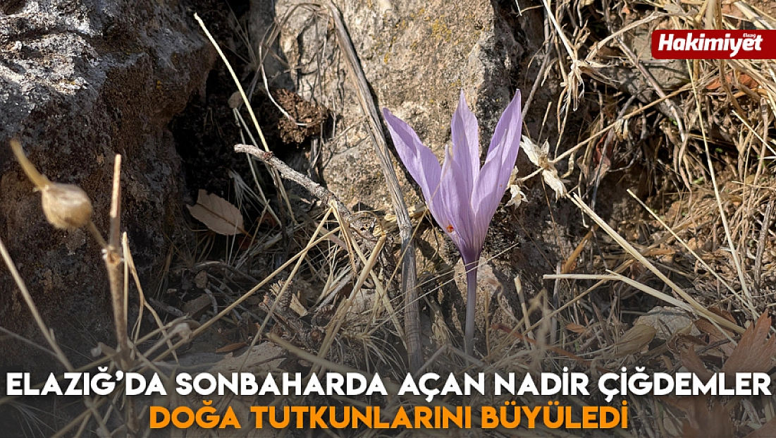 Elazığ’da sonbaharda açan nadir çiğdemler doğa tutkunlarını büyüledi