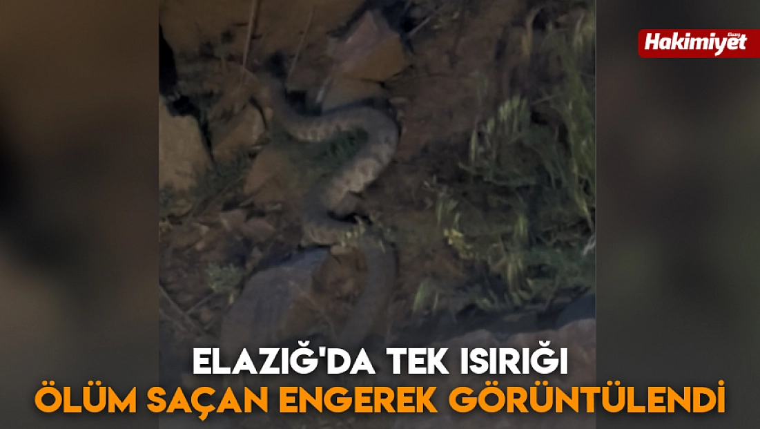 Elazığ'da tek ısırığı ölüm saçan engerek görüntülendi
