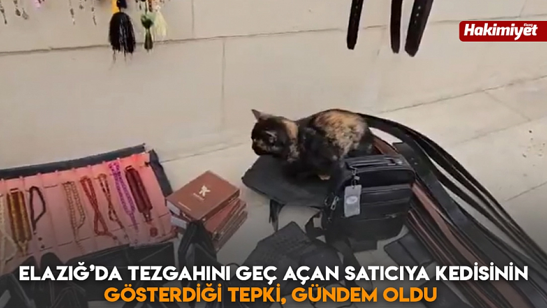 Elazığ’da tezgahını geç açan satıcıya kedisinin gösterdiği tepki, gündem oldu