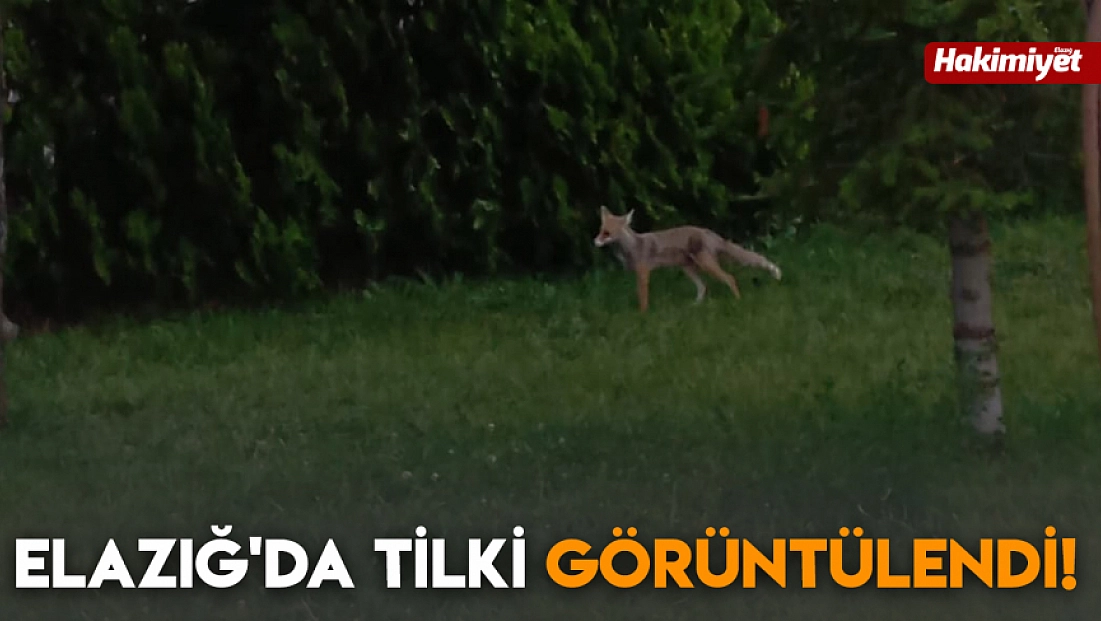 Elazığ'da tilki görüntülendi!