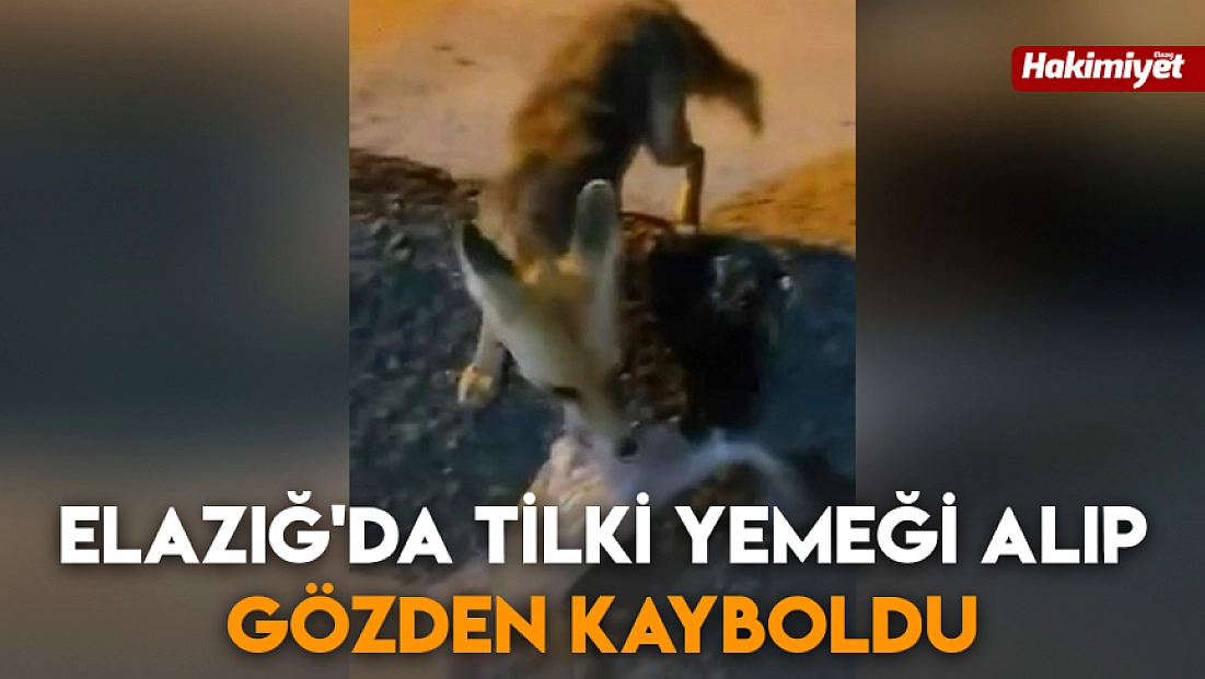 Elazığ'da tilki yemeği alıp gözden kayboldu