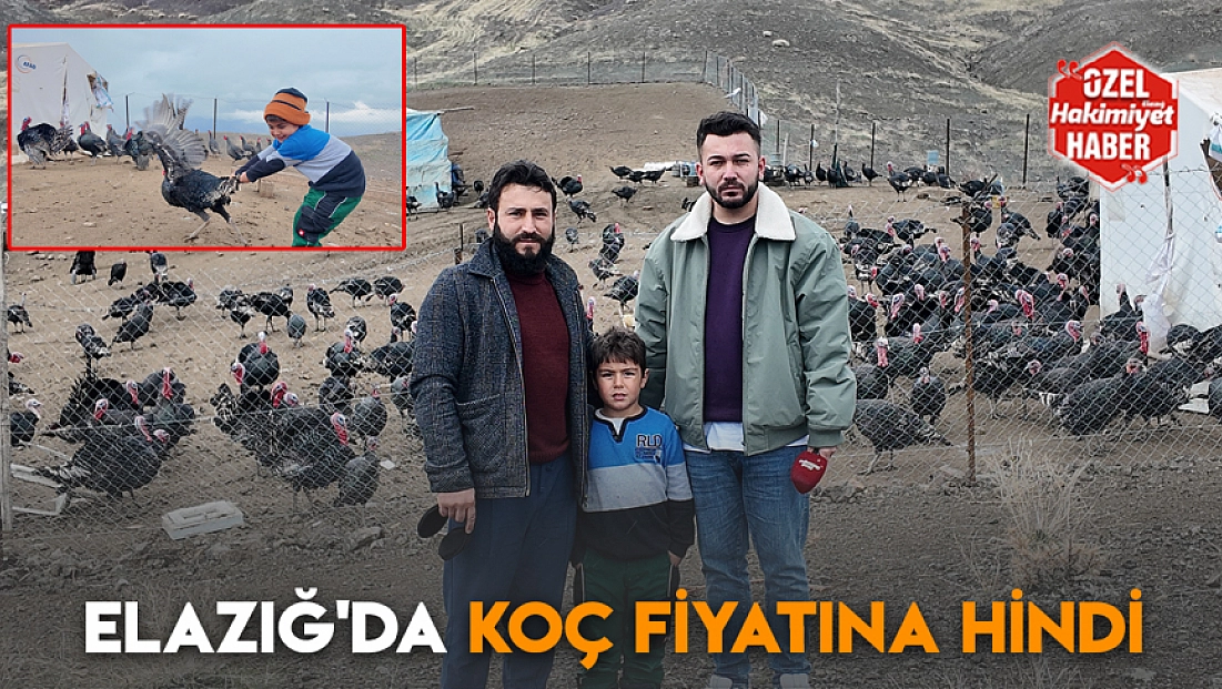 Elazığ'da koç fiyatına hindi