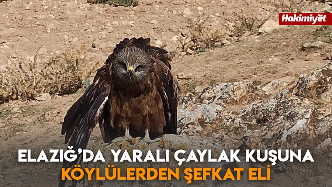 Elazığ’da yaralı çaylak kuşuna köylülerden şefkat eli