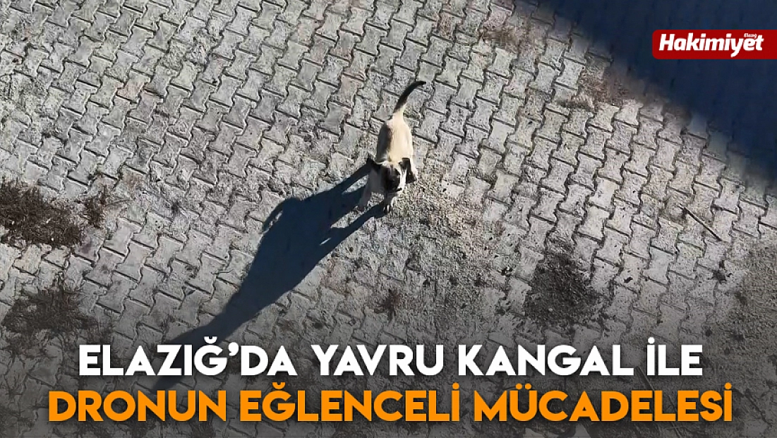 Elazığ’da yavru kangal ile dronun eğlenceli mücadelesi