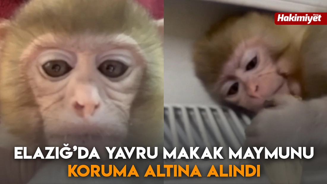 Elazığ’da yavru makak maymunu koruma altına alındı