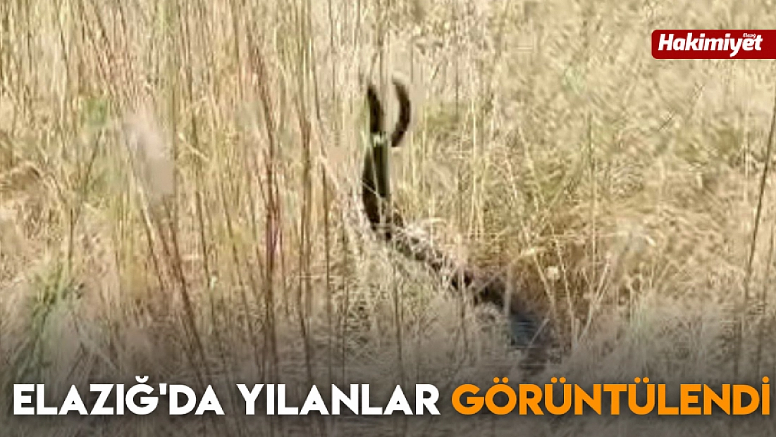 Elazığ'da yılanlar görüntülendi
