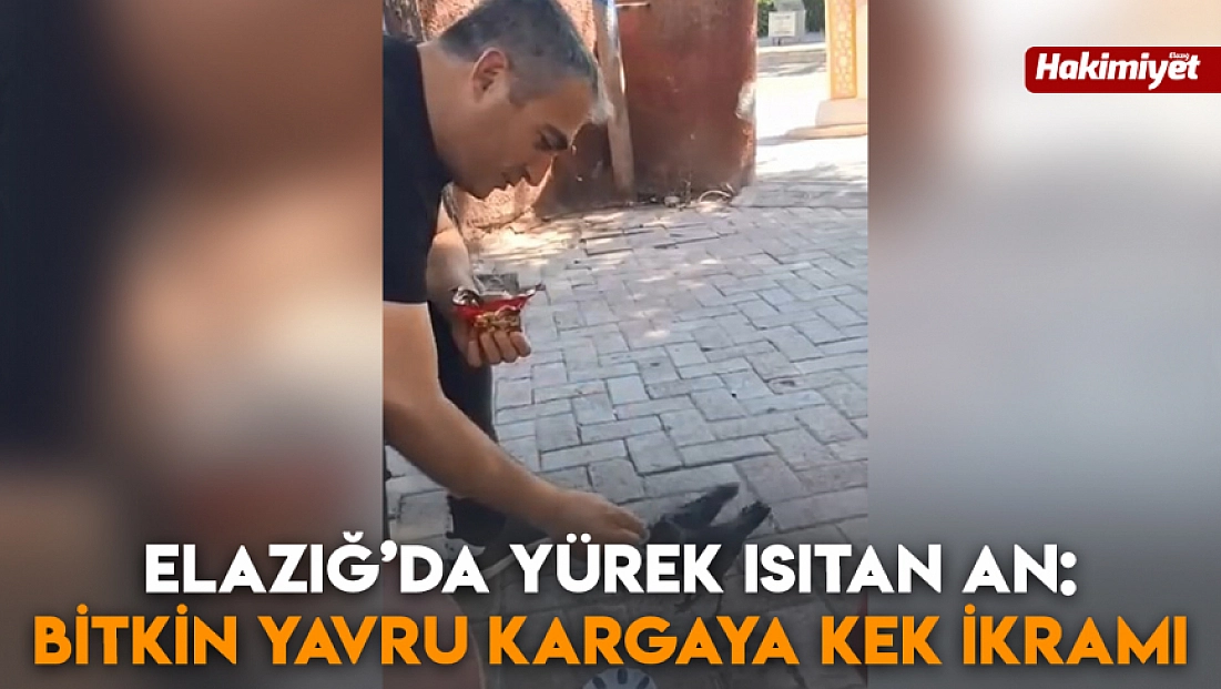Elazığ’da yürek ısıtan an: Bitkin yavru kargaya kek ikramı