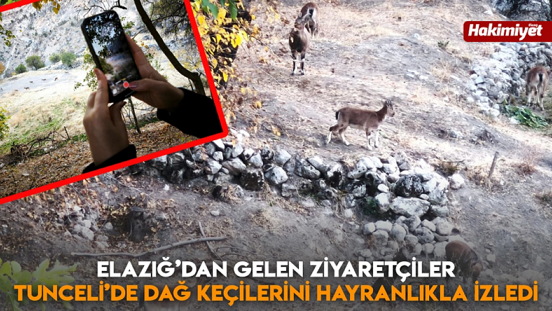 Elazığ’dan gelen ziyaretçiler Tunceli’de dağ keçilerini hayranlıkla izledi