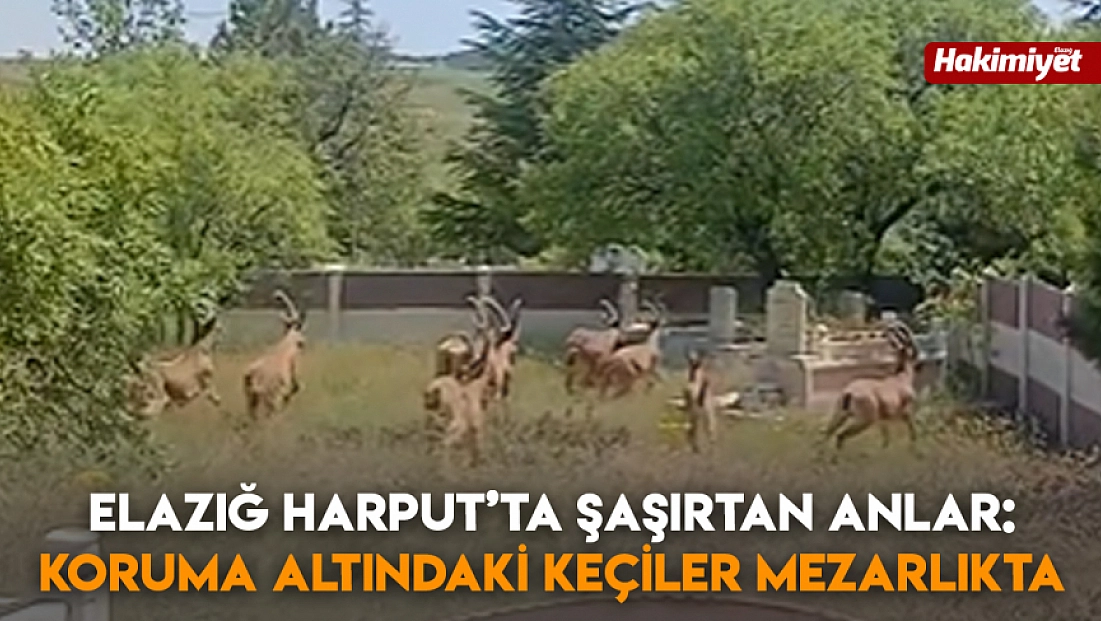 Elazığ Harput’ta şaşırtan anlar: Koruma altındaki keçiler mezarlıkta