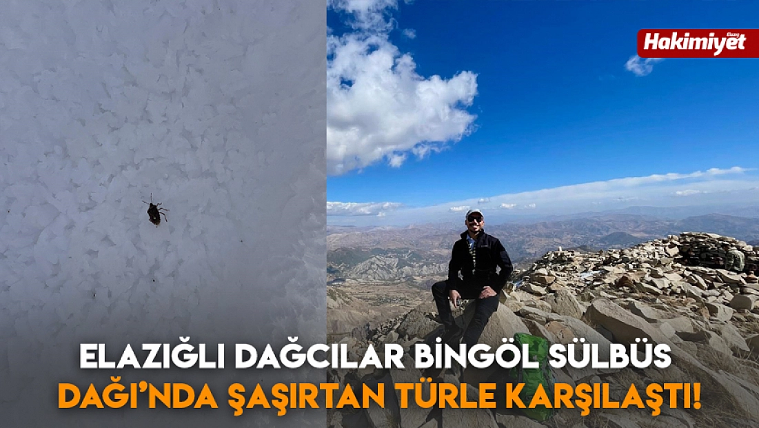 Elazığlı Dağcılar Bingöl Sülbüs Dağı’nda Şaşırtan Türle Karşılaştı!