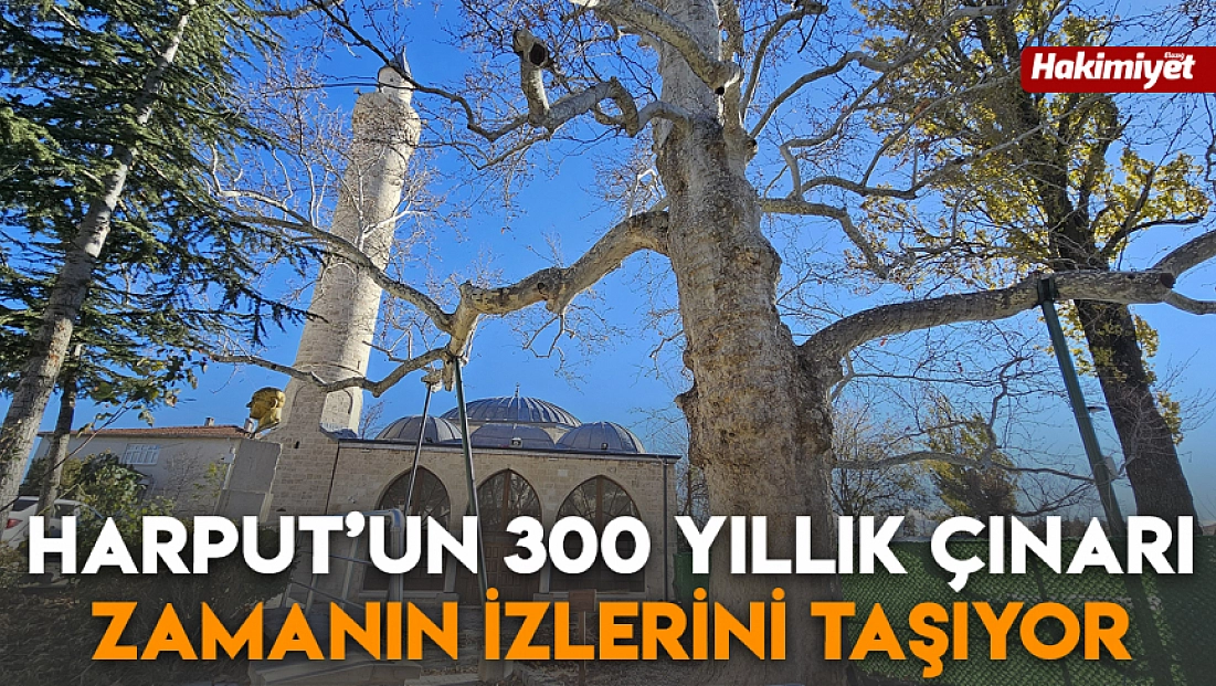 Harput’un 300 yıllık çınarı zamanın izlerini taşıyor