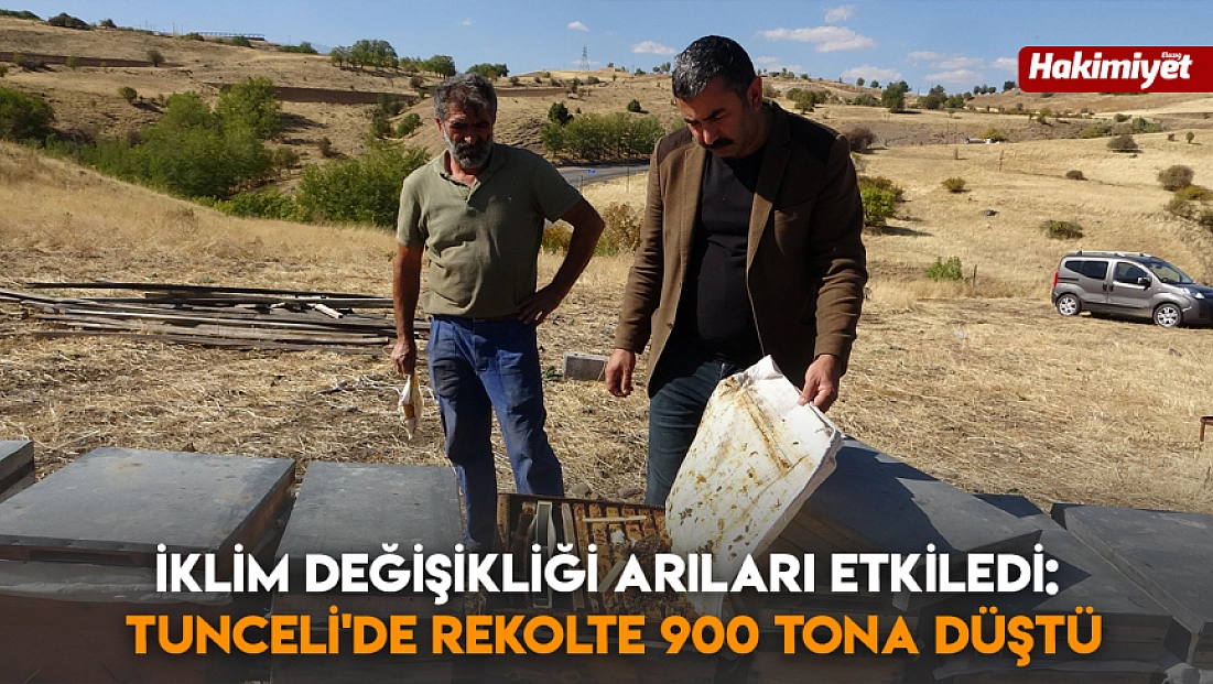 İklim değişikliği arıları etkiledi: Tunceli'de rekolte 900 tona düştü